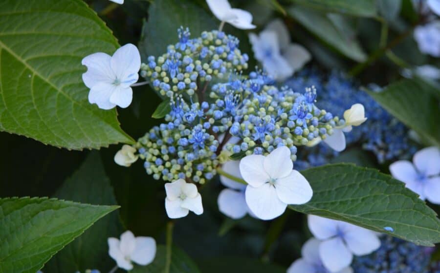 A beautiful blue flowered Hydrangea serrata.