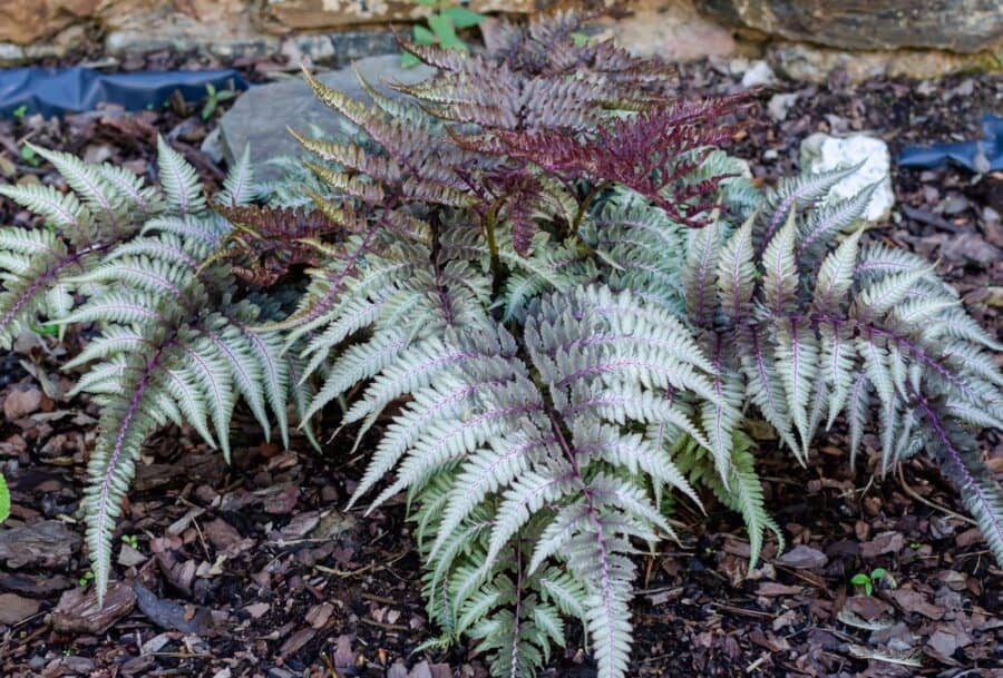 Athyrium niponicum var. pictum commonly known as Japanese Painted Fern.