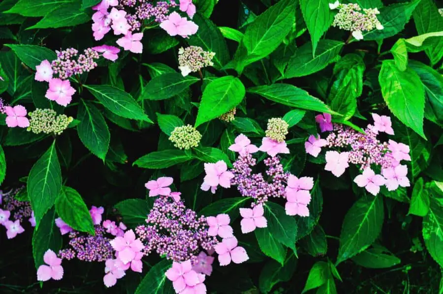 A pink lacecap type flower from the Hydrangea macrophylla species.