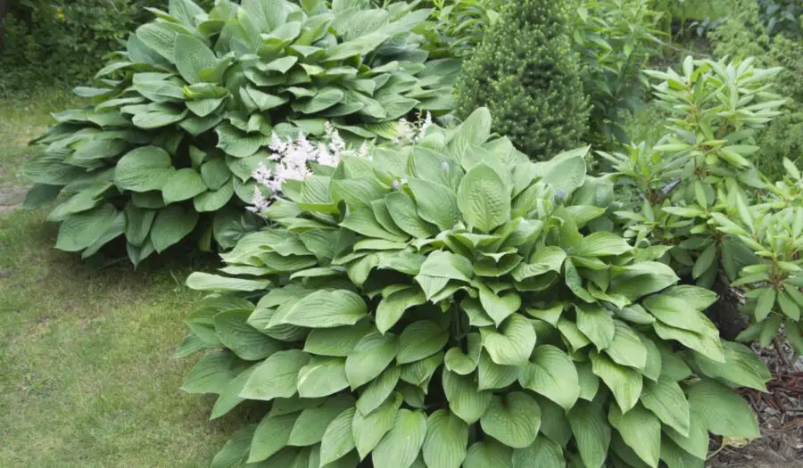 Two large hosta plants in the garden.