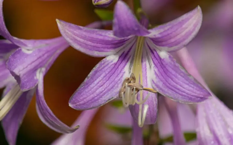 Al lavender with hints of white hosta flower