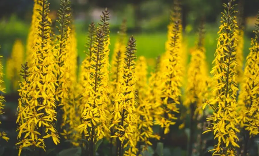 Ligularia stenocephala The Rocket blooming with spikes of yellow flowers.