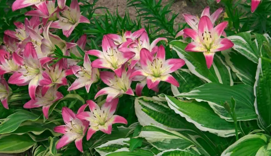 Pink and white lily flowers with a variegated hosta.