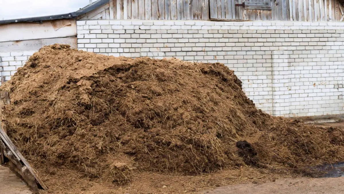 A manure pile in front of a barn.