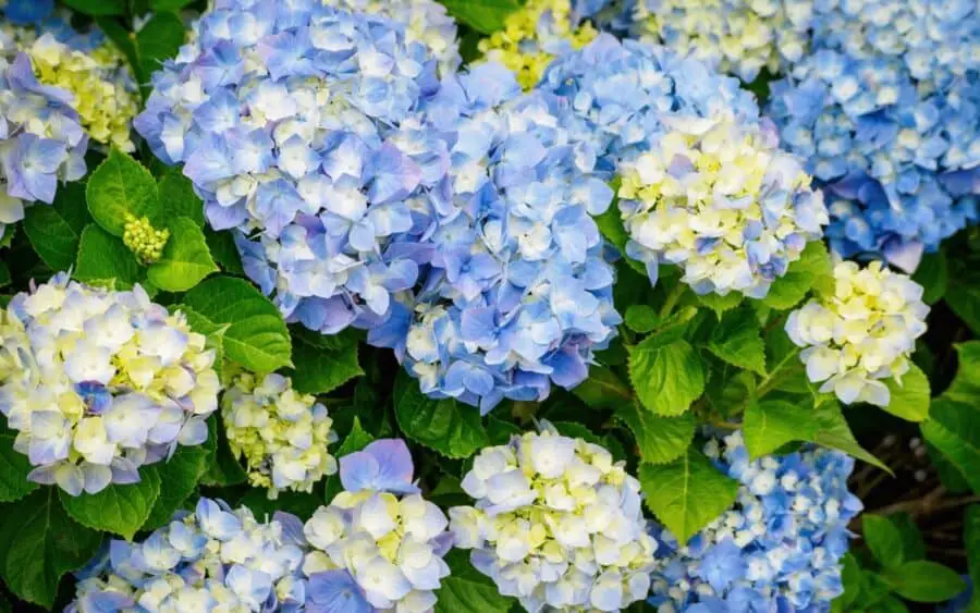 Beautiful blue and white Hydrangea macrophylla flowers.