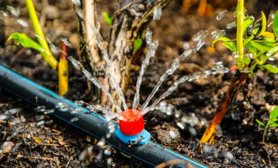 A micro sprinkler as part of a drip irrigation system.