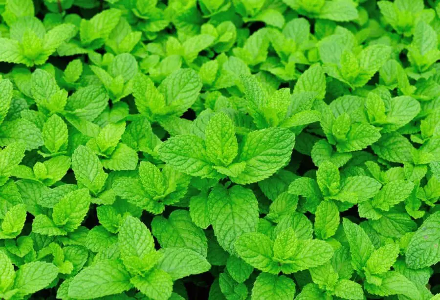 A cluster of young mint plants.