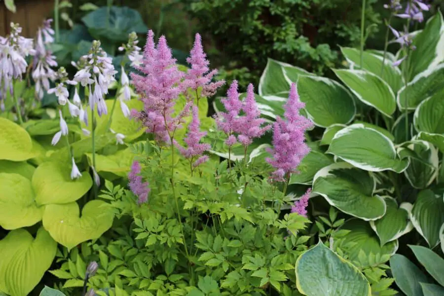 Two hostas bracketing a pink astilbe in a garden setting.