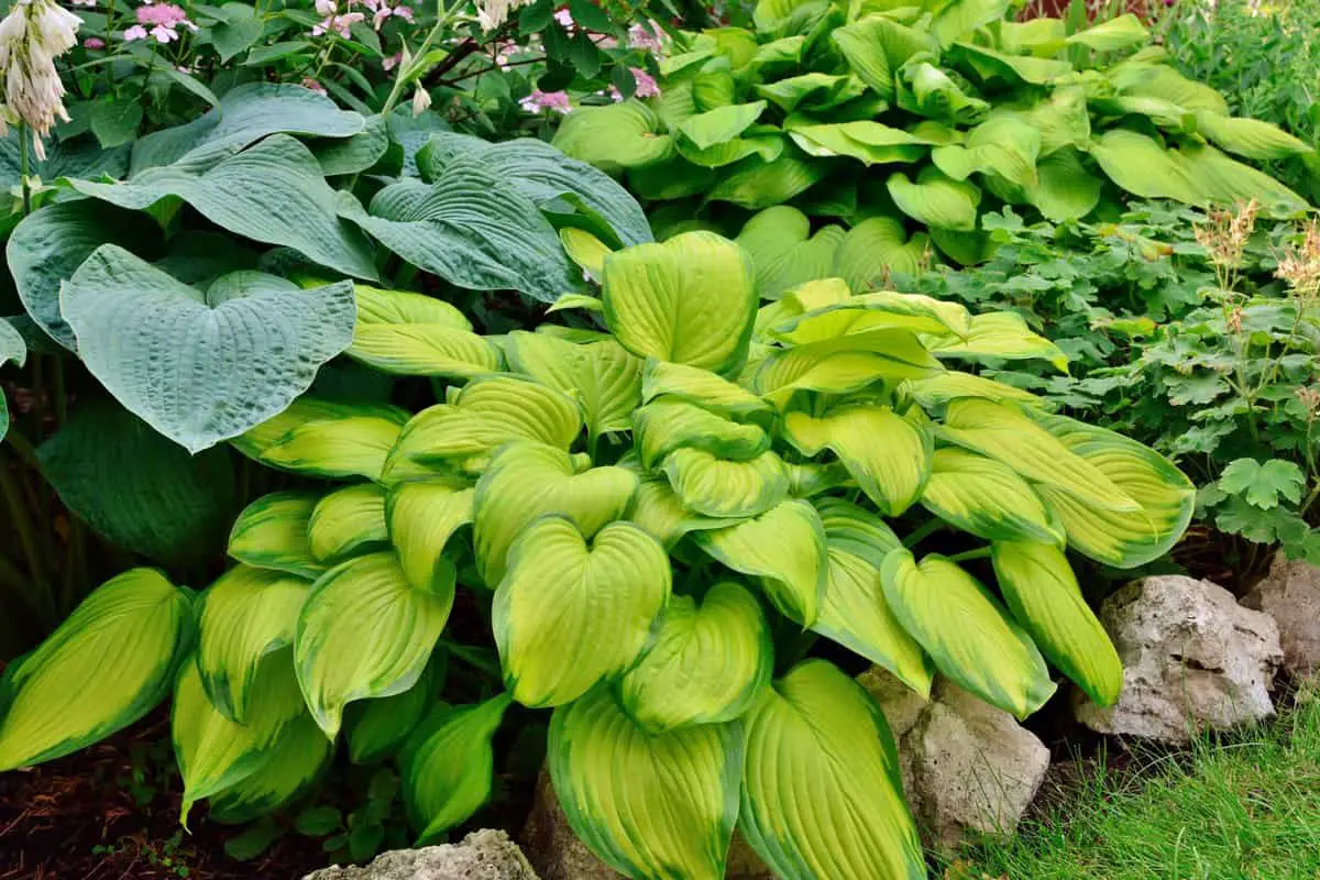 Hosta Stained Glass planted in a garden setting.