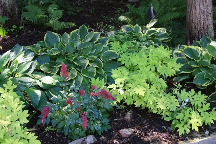 Mixed hostas, red astilbe and bleeding hearts in a woodland setting.