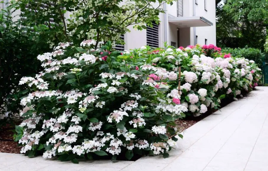 A mixed hydrangea planting between a building entrance and a wide walkway.