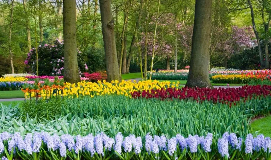 Mass plantings of spring bulbs in a park.