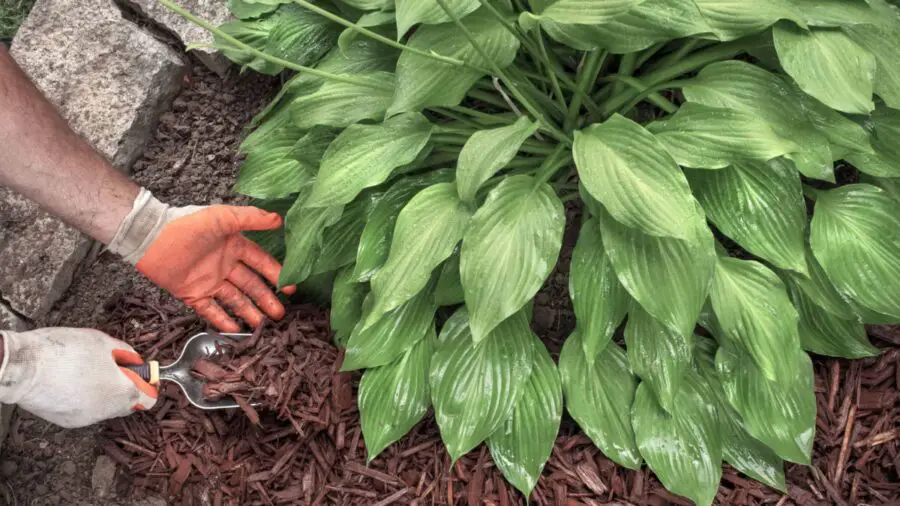 Mulching a hosta with wood chips.