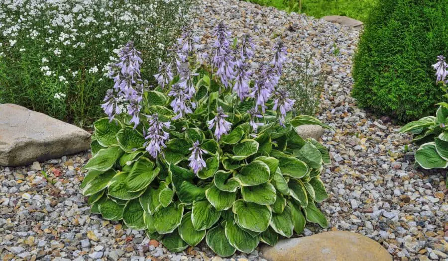 Flowering Patriot hosta mulched with rocks.