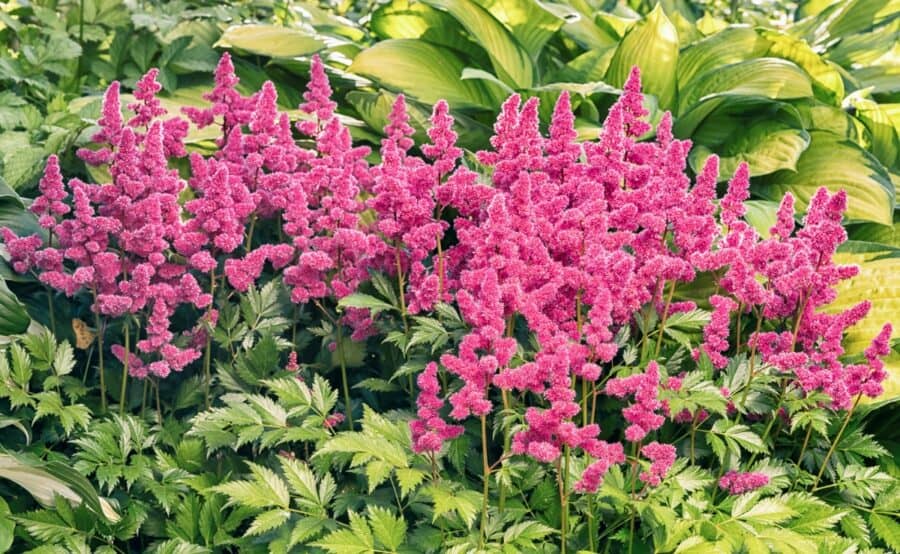 Pink astilbes with yellow and green hosta.