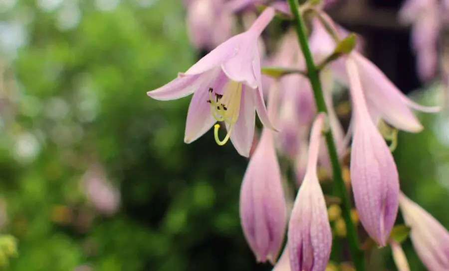 Pinkish-lavender toned hosta flowers