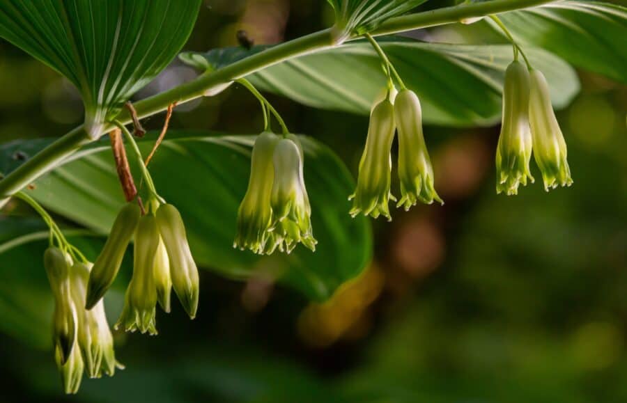 Polygonatum multiflorum or Solomon's Seal flowers.