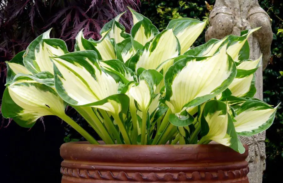 A green and white variegated hosta in a container