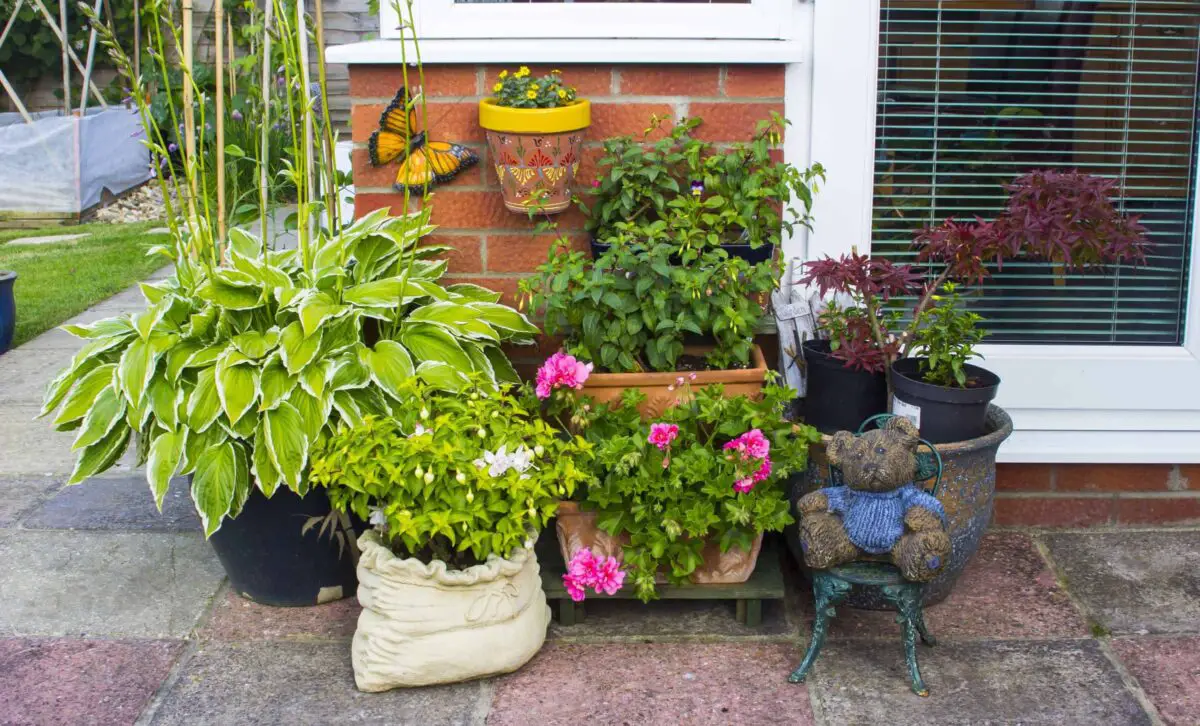 Yes! You Can Grow Hostas in Pots It’s Real Easy