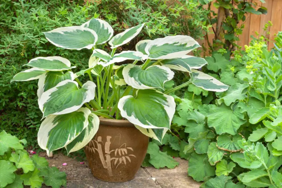 Variegated hosta in a brown planter with an asian style design.