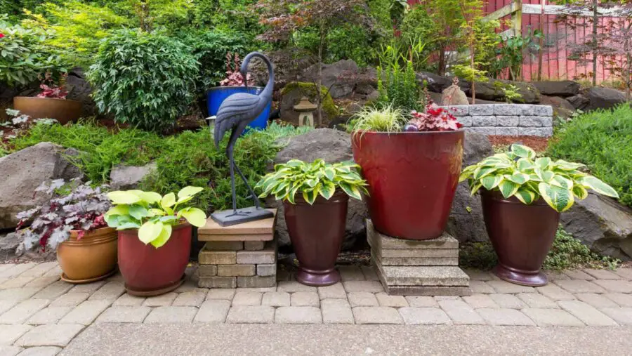 A container garden display with three nice hostas.