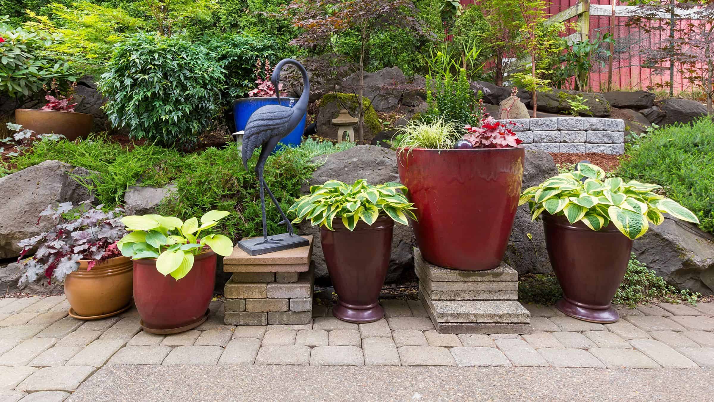 Yes! You Can Grow Hostas in Pots It’s Real Easy Rain Tree Gardens