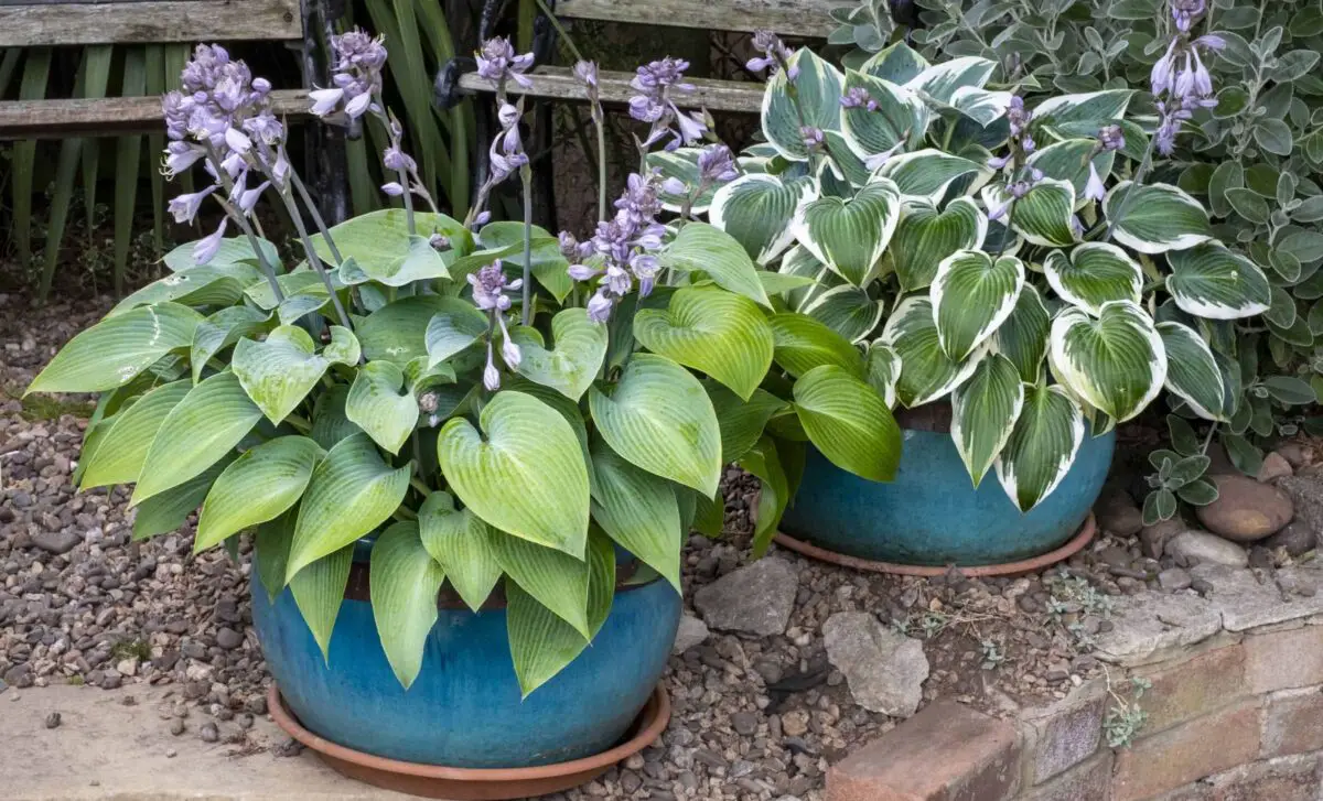 Two blue ceramic pots with hostas
