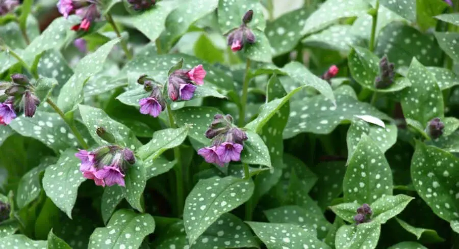 Pulmonaria saccharata flowering and showing its spotted leaves.