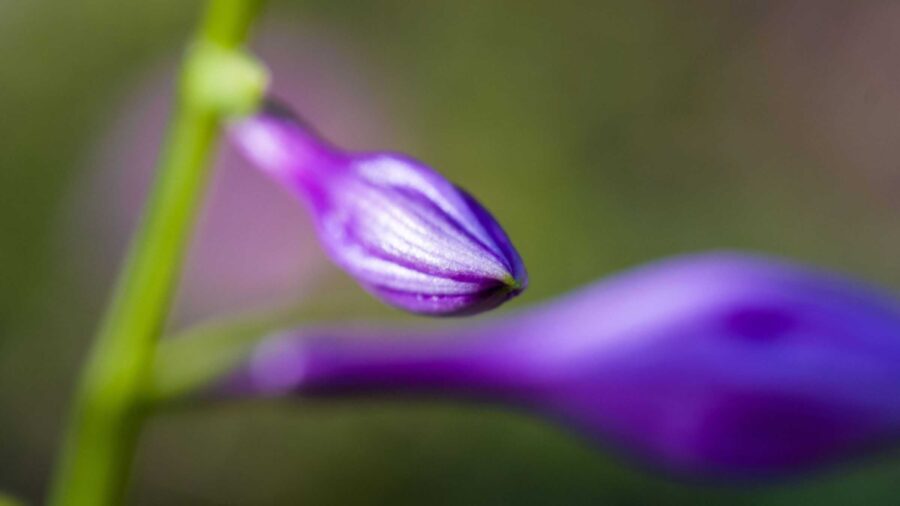 A rich purple hosta flower bud.