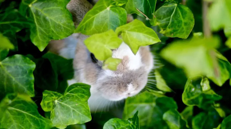 A rabbit hiding behind ivy foliage.