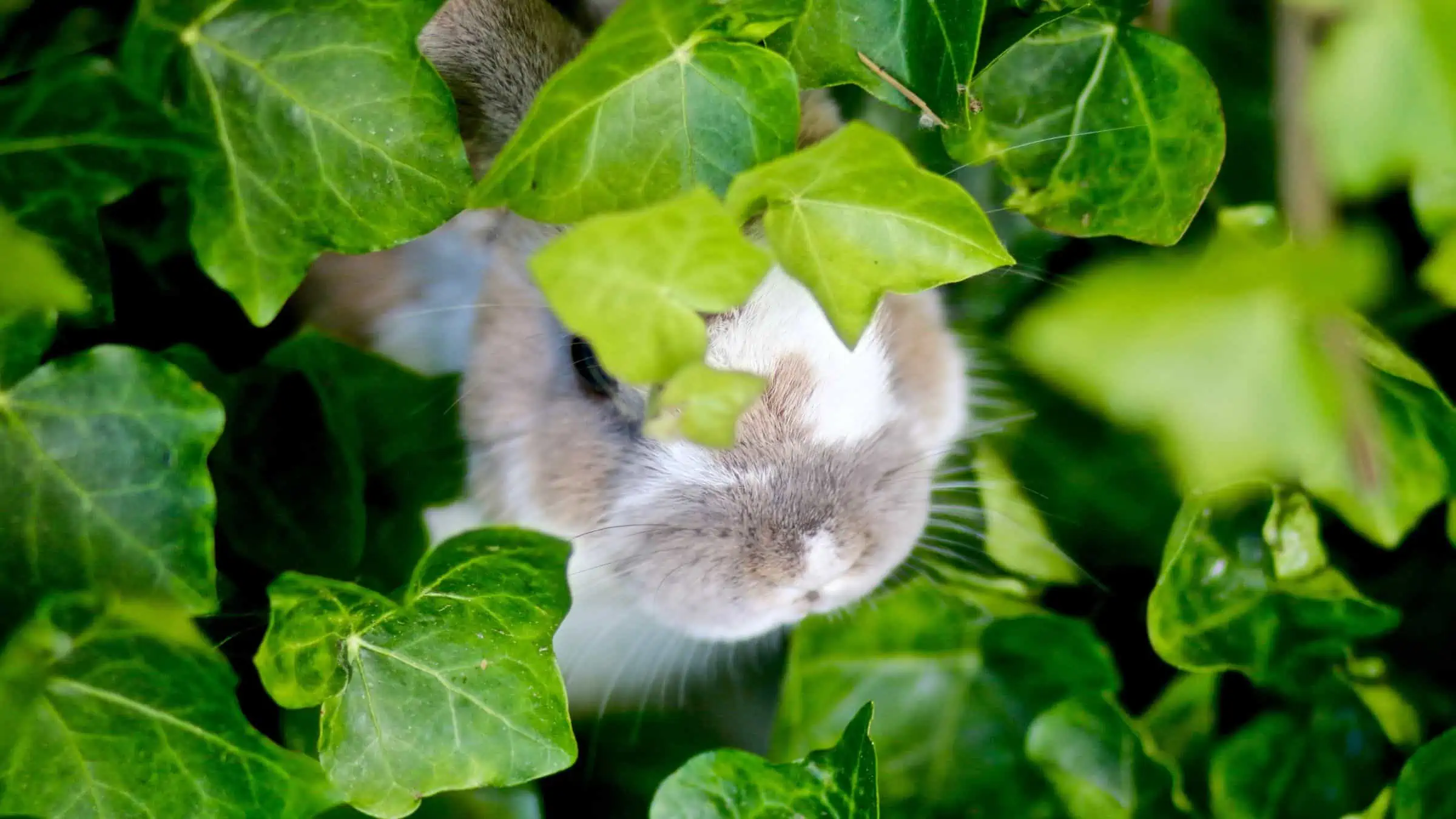 How to Keep Rabbits From Eating Hostas {23 Great Tips} Rain Tree Gardens