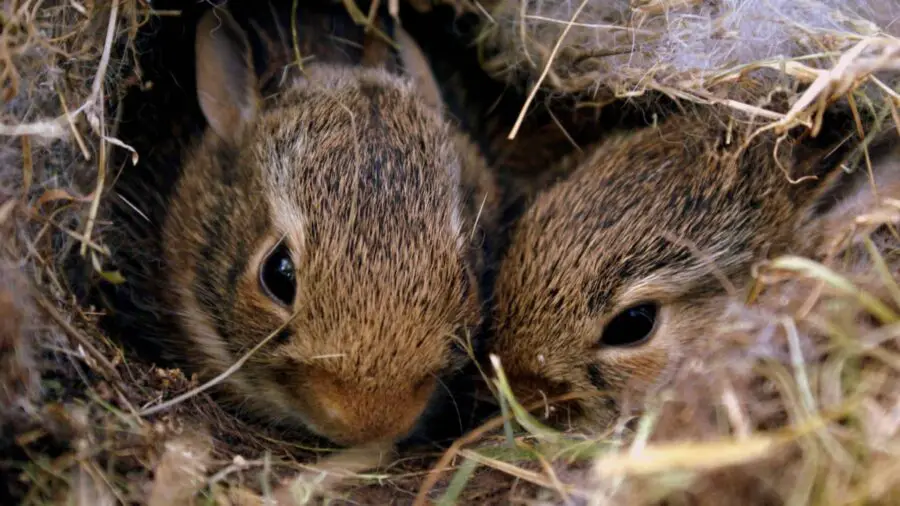 A pair of rabbits.