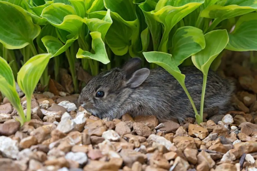 A young cottontail rabbit under a hosta.