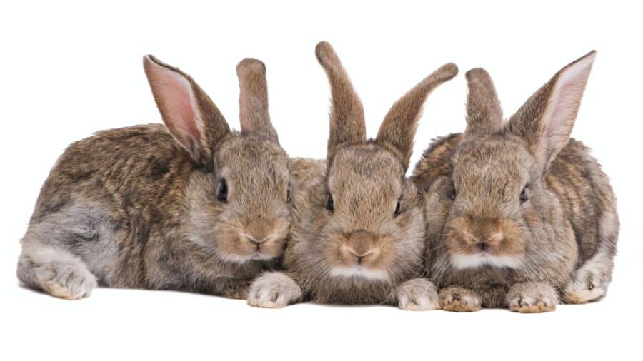 Do rabbits eat hostas? Here is a trio of rabbits that does.