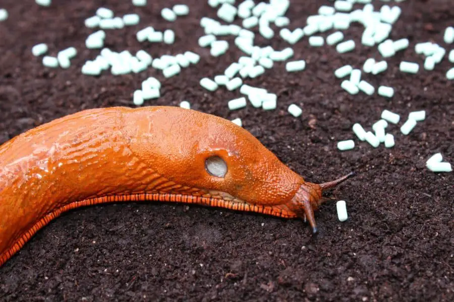 A red slug and slug bait.