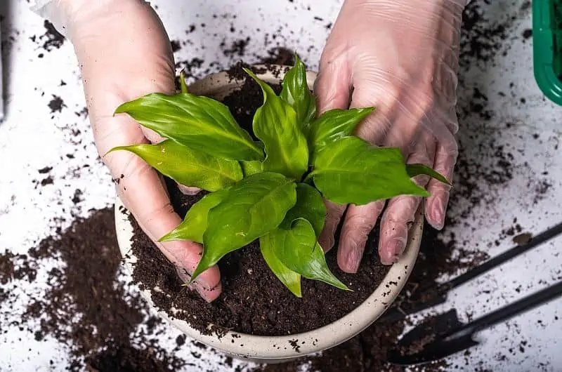 Repotting a hosta