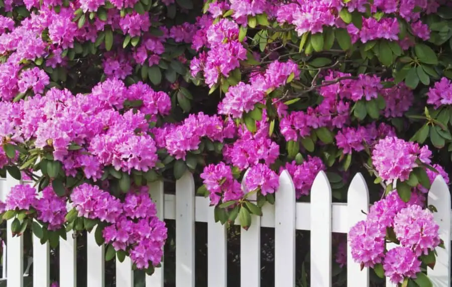 Lavender rhododendron flowers on a picket fence.