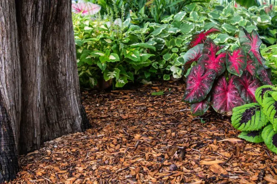 Wood chip mulch and summer foliage plants.