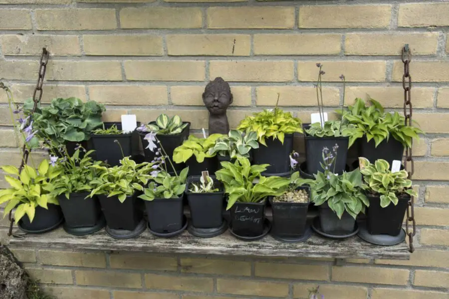 A shelve of hostas in pots chained to a brick wall