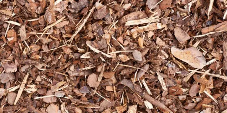 How to Mulch Hostas: Mulching Tips for Happy, Lush Plants