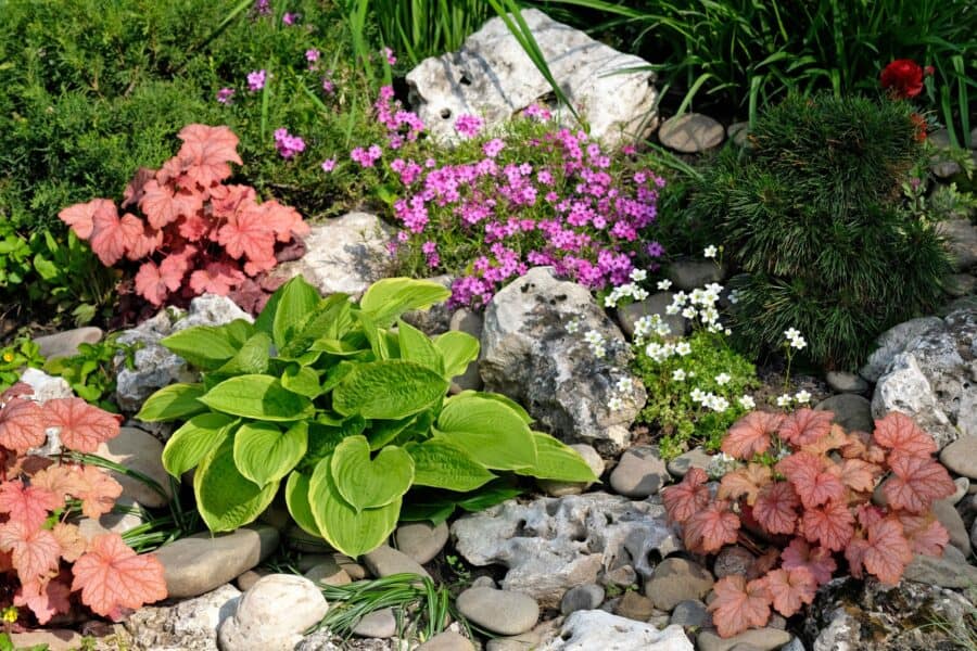 Heuchera, hosta and other perennials and grasses with rocks.