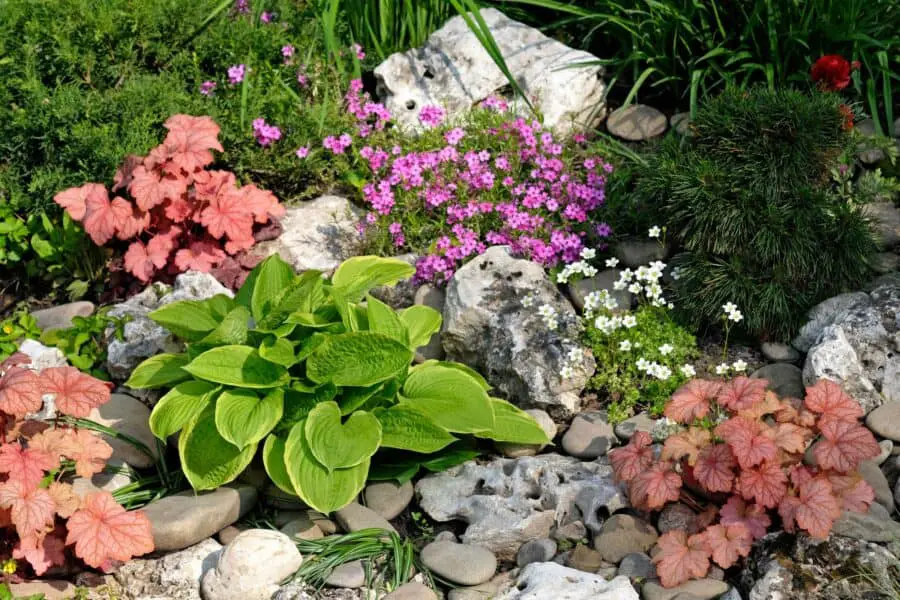 Heuchera, hosta and other perennials and grasses with rocks.