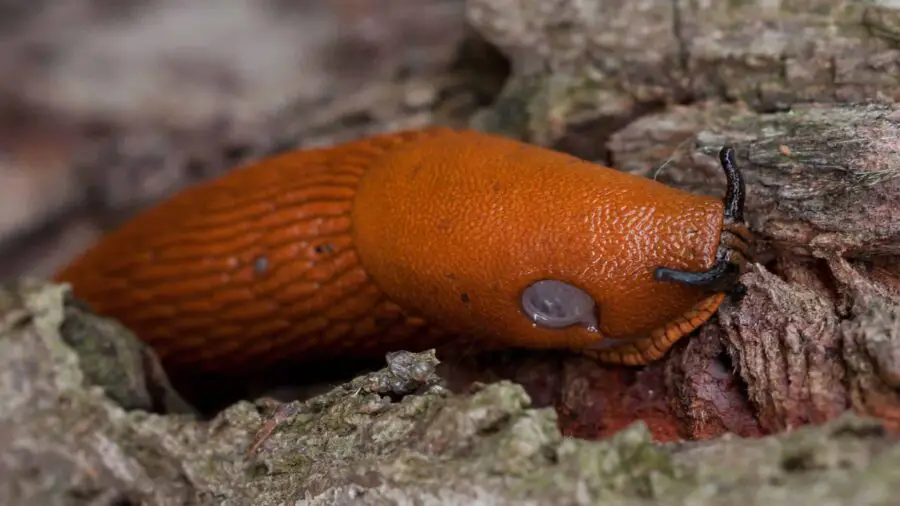 Garden Slug