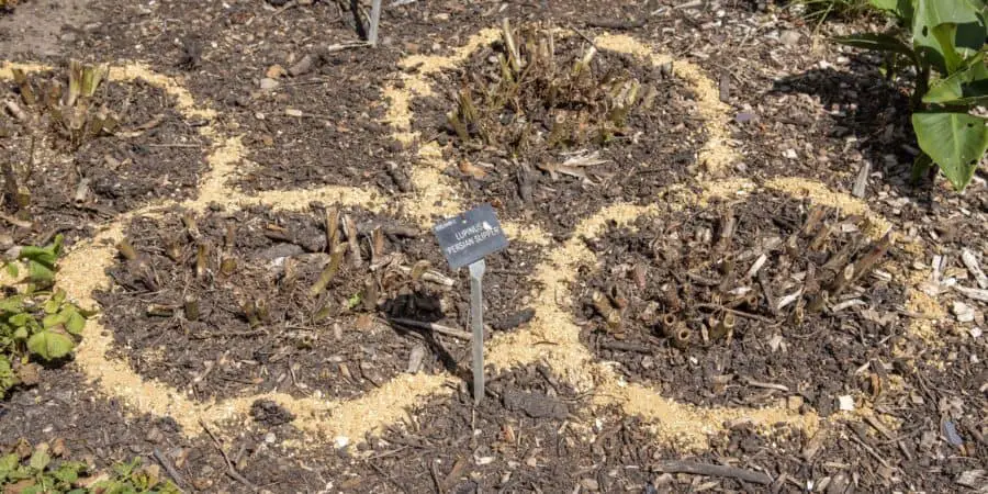 A series of slug barriers around lupines.