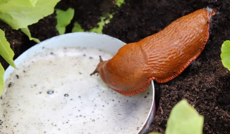 Slug entering a beer trap.