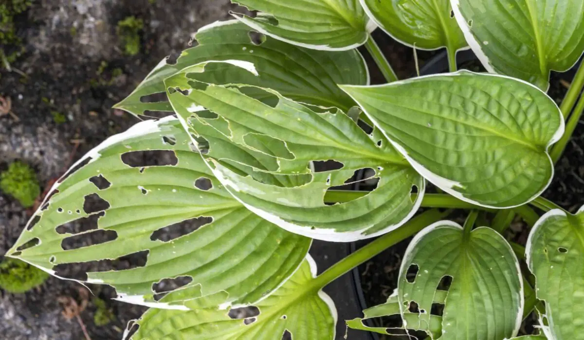 Hosta leaves damaged by slugs