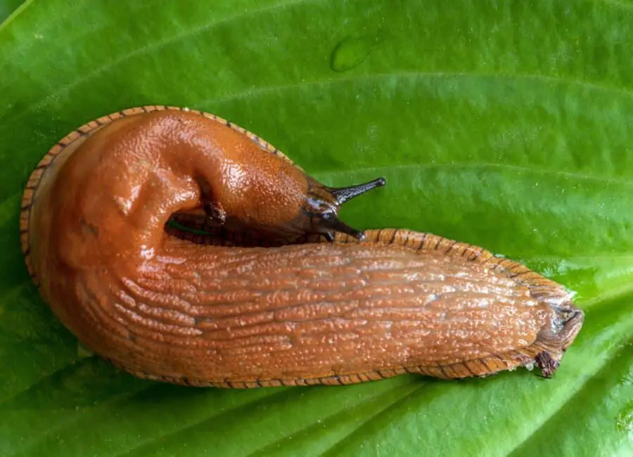 Closeup of a slug on a hosta leaf.