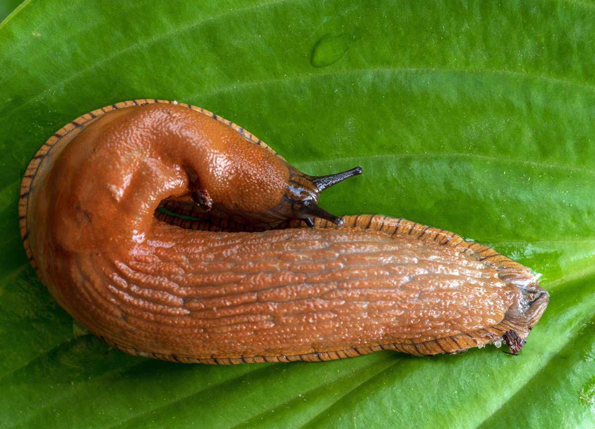 Closeup of a slug on a hosta leaf.