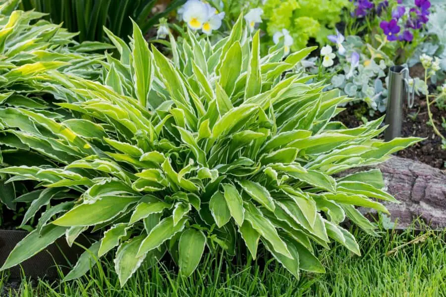 Small green and white hostas with flowering perennials in the background.