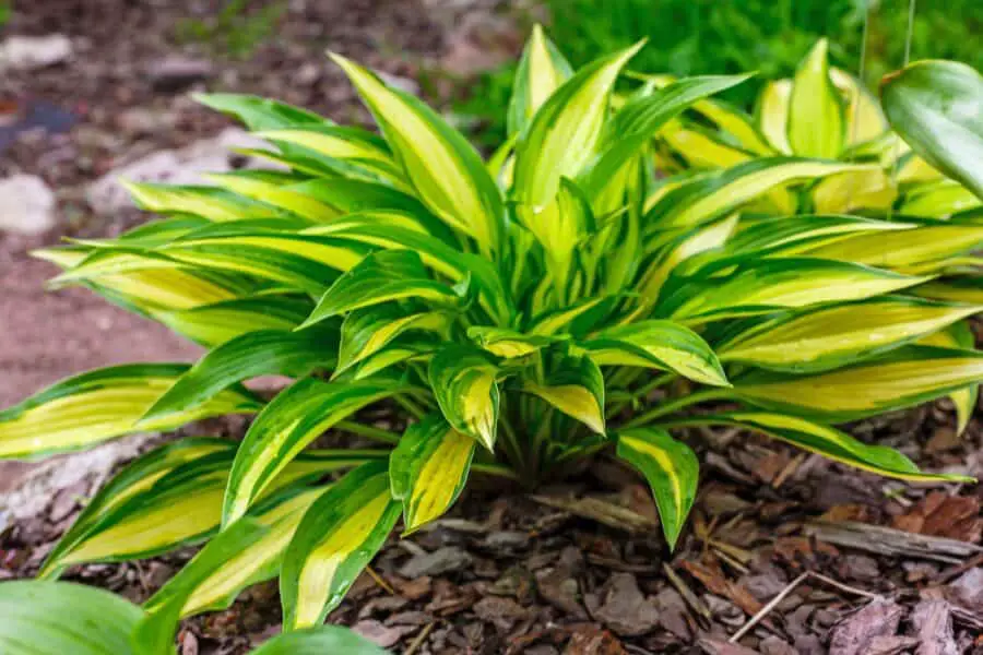 A small green and yellow variegated hosta.